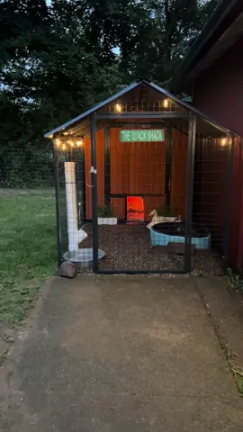 Welcome to our little quack shack 🦆 #quackshack #duck #ducksoftiktok #chickencoop 