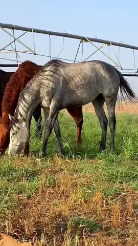 صباح الخير والخيل #تصويري #اكسبلور #سكاكا_الجوف 