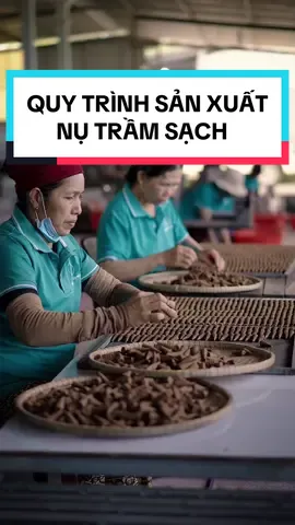 Cùng tìm hiểu quá trình làm ra sản phẩm Nụ trầm sạch Tân Nguyên #huongsachtannguyen #tannguyen #huongsach #nutramhuong #tramhuong #xongtramhuong #xongnha #nutram 