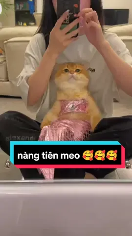nàng tiên meo meo #cat #meow #đángyêu #dễthương #xuhướng #trending 