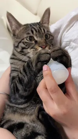 #foryou #cat #catlover #petlover #catfunnyvideos #catsoftiktok #foryoupage #petsupplies #fypシ