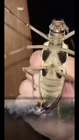 #kameriderkuuga#kamenrider#toe#tokusatsu#foryou#foryoupage 