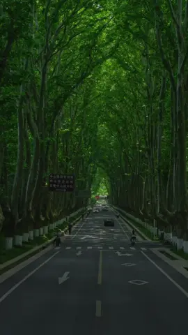 Miên man trong đêm loạn nhịp tim vì đang nhớ anh...#tuemsai #linhhuongluz #zuongzeroent #dctam #xuhuong 