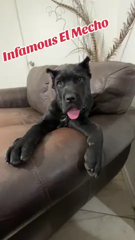 Infamous El Mecho #canecorso #dogsoftiktok #puppiesoftiktok #canecorsolovers #pet #canecorsoitaliano #canecorsoitalianmastiff #brazilianbloodlines🇧🇷 #canecorsopuppies #fypage #canecorsoforlife #bigdog #cane #foryoupage #dogoftheday #doglife #puppy 