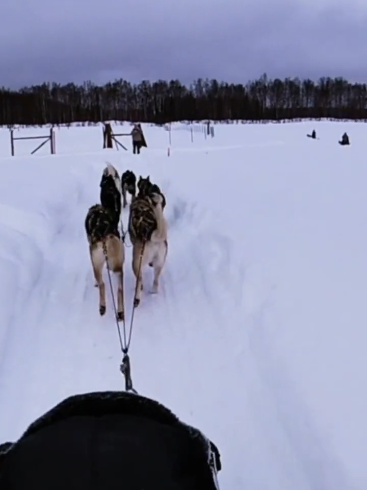 🐾❄️ #FlashbackFriday to one of the coolest adventures ever: dogsledding in Alaska! From meeting the incredible mushers to feeling the rush of their pure power as we raced through the snowy trails, it was an unforgettable experience! 🌨️ #AlaskanAdventure #Dogsledding #UnforgettableMoments #Alaska #TheRealLisaAnn #TravelTok #FBF