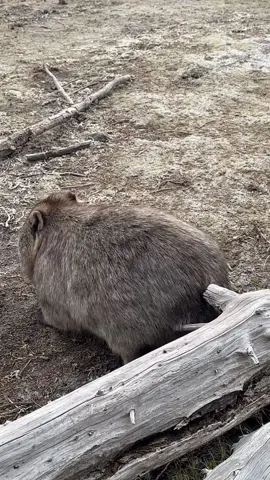 Who knew wombats had such a unique way of scratching their itches? 😂 Watch these adorable creatures position their butts against anything they can find to get that perfect scratch! 🍑🪵  Credit to @animals.of.tasmania for this hilarious and heartwarming video! 📸🎥  If you love seeing animals in their natural, funny moments, hit that follow button for more delightful content! 🌟  #CreatureCops #Wombat #WombatLove #FunnyAnimals #AnimalAntics #WildlifeHumor #NatureLovers #CritterCrazy #CritterCrazy #AnimalKingdom #NatureComedy #AnimalLife #WildlifeMoments #NatureIsAmazing #WombatWednesday