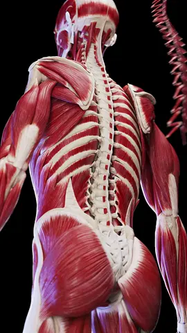 💪 Let’s Break Down the Back Muscles! 💪 From posture to power moves, your back muscles do it all! Tune in for a quick tour of what’s behind you and why it matters. #FitnessFun  #SciePro #EduTikTok  #Science #med #meded #education #health #pt #physio #physique #muscle #workout #medstudentstruggles #study #back #backpain #3d #vray