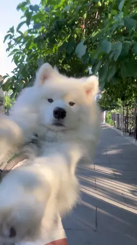 He be a nasty COOL boi #samoyed #dogsoftiktok #samoyedsoftiktok #viral #nyc 