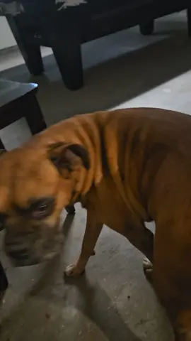 My boxer