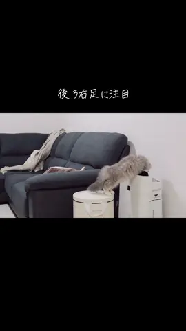 ドジ猫ポテンと会話の途中で笑っちゃう夫 #猫のいる暮らし #ねこがいる生活　#サイベリアン #猫好きさんと繋がりたい #子猫の成長日記 #siberian 