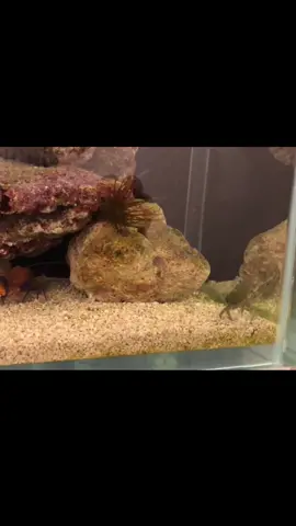 Pistol shrimp vs crab