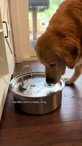 They are loving this thing so far! #dogwaterfountain #dogfountain #goldenretrieverlife #dogmomhack 