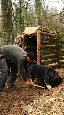 LOG CABIN 🛖🔥🐶Building BUSHCRAFT Survival Shelter & Fireplace   . Which country are you following me from? please write 🐶🙏 . . YouTube Channel▶️ Bushcraft Hakan Karahan  . . . #bushcraftcamp #bushcraft #survival #camping #craft #outdoor #cooking #offgrid #shelter #survivalshelter #asmr #kamp #doğa #youtube #bushcrafthakankarahan #orman #cabin #rain #underground #dugout #viking