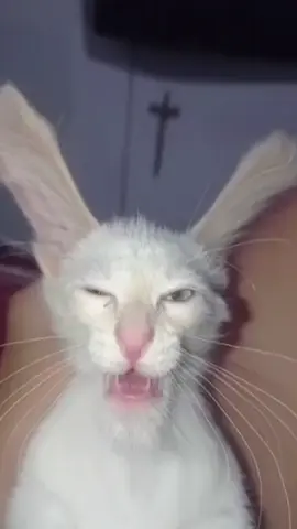 #CapCut Aiai meme gato #aiai #meme #gato #overtuning 