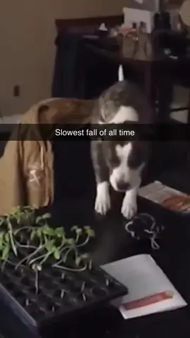 #dogsoftiktok #PetsOfTikTok #funnyvideos #memestiktok 