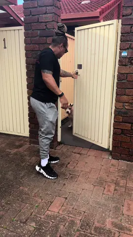 Dream Update ❤️ #dog #animalsoftiktok 