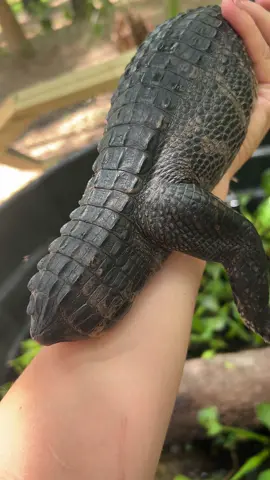 Baby Tadpole! One of our rescued 🐊 at Bellowing Acres! 