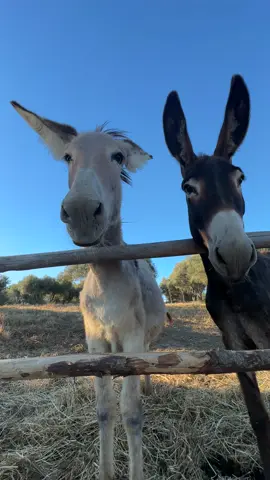 #amiciglianimali#asini