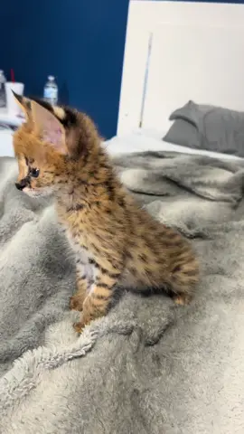 Meet Baby Doll 💕🫶 #kitten #serval #funnyvideos #cute #fyp 