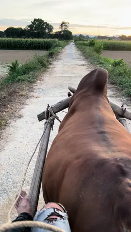 Tuổi Thơ Quay Về Kéo Xe Bò ,Ai Đã Từng Chào Nhau Cái Nào Hi✌️#xuhuong #tuoitho #binhyen #quehuong #onlaituoitho #keoxebo #xuhuongtiktok 