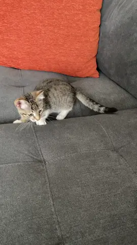 Where has the time gone 🥹 #fypage #fypシ゚viral #catsoftiktok #fyppppppppppppppppppppppp #cat #trending #catsanddogs #viral #kittensoftiktok 