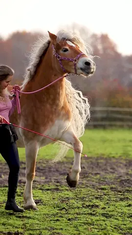 🫶🏼 #horsesoftiktok #fyp #haflinger #longmane 