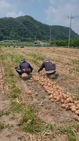 #xuhuong #cuộcsốnghànquốc #làmnông 