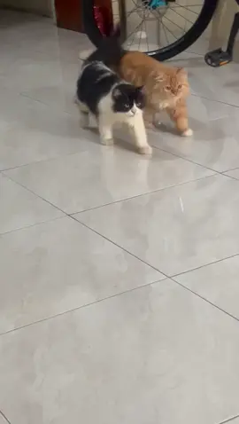 This a CatWalk #catwalk #fyp #fypage #cat #catsoftiktok #catlover #fypシ゚viral 