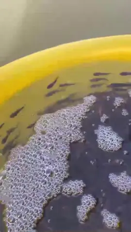 Phóng sinh cá lóc con ADIDAPHAT 🙇‍♀️🙇‍♀️🙇‍♀️#điatangvuongbotat🙏🙏🙏 #adidaphat🙏🙏🙏 #đạophậtvàđờisống #phóngsanh #chaytruongky🥬😊😊😊 #mùng1 