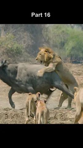 #wildlife #animals #predator #lion #lioness #buffalo #fyp #tiktok 