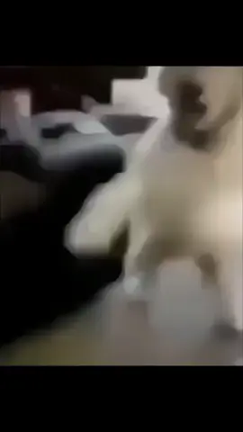 contagious laugher #laugh #meme #dog #cute #fyp