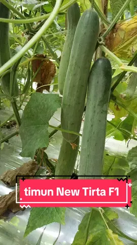 benih timun tahan virus buah sangat lebat warna hijau dan besar #bijitimun #benihtimun #bibittimun #timuntirta #newtirta #timuncapkujang #viral #fyp 