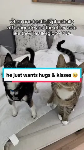 @Stewie Da Chi might as well just give in now because loki is extremely persistent in his pursuit of giving everyone hugs & kisses