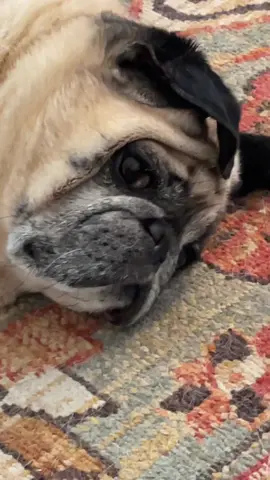 he really is the sweetest little dog but the attitude is staggering 🫠