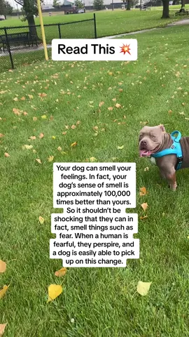 A Dog’s Life. #apawlothetank #dogsoftiktok #fypage #PetsOfTikTok #dog #doglove #americanbully #doglovers 