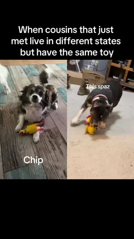 #duet with @Scott #bullybreeds #dogsoftiktok #dogsofttiktok #dogpack 