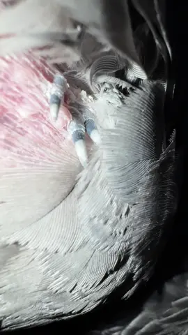 Normally i wouldn’t share Jack’s feathers in this way, but I think it’s important. Plucked parrots exist and molting is hard for birds - i can imagine it’s a lot harder for the ones who are predisposed to plucking #parrotsoftiktok #parrotmolting #africangrey #fyp #creatorsearchinsights 