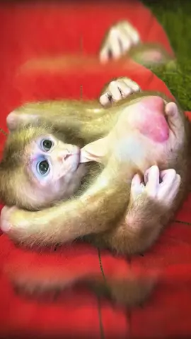 He thought it was a pacifier #monkey #monkeys #poormonkey #babymonkey #animals #monkeysoftiktok #pet #forest #usa #cutemonkey #cute #rescue #monkeylover #monkeyvideo #wildanimals #wildlife #🐒 #viral #monkey360 #🥹🥹 