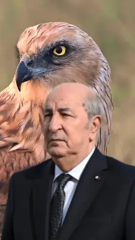 زعيم الامبراطورية النوميدية  #tikalger  #tikfrance  #tikmaroc🇲🇦🇲🇦🇲🇦  #tikmaroc🇲🇦  #tikfrance🇨🇵  #tikarab  #tikmarocain  #tikarab🇦🇪🇨🇦👍🙏🌾  #tikmaroc  #tikarabe  #tikalgerie  #tikalgeri 