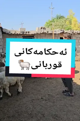ئەحکامەکانی قوربانی بڵاوی بکەنەوە #قوربانی #جەژنی_قوربان #حەیوان #سەربڕین #جەژن #گۆشت #سونەت #ئاداب #الأضحية #نحر #مقاطع_دينية #سونەتەکانی_پێغەمبەری_خودا #سنن #مامۆستا_محمد_کەلاری #foryou #foryoupage #fyp #اكسبلور 
