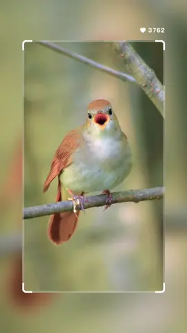 🎶 Listen to the Mesmerizing Common Nightingale! 🌙 #Shorts #birdsongs  The Common Nightingale (Luscinia megarhynchos) is renowned for its powerful and melodic singing, especially during the night and early morning. Found across Europe, Asia, and Africa, this small, brown bird has an impressive vocal range that includes whistles, trills, and gurgles. Its song is often associated with poetry and romanticism, symbolizing the beauty of nature. Nightingales prefer dense, scrubby habitats and are often hidden from view, making their enchanting songs all the more magical. Conservation efforts are vital as habitat loss impacts their populations. #NightingaleSinging and #BirdSongs are trending hashtags, highlighting the fascination with these melodious birds and the need to protect their habitats. #bird #birds #natgeoyourshot #bbcearth #birdsonplanet #instabird #birds_adored #wildlife #nature #dailybirdshow #birdscapture #best_birds_of_world #bird_extreme #birdsofindia #travelphotography #nuts_about_birds #beautifuloversland #bird_extreme #bird_perfection #wildlifephotography #best_bird_shots #your_best_bird #your_best_shots #birdstagram #birdsphotography 