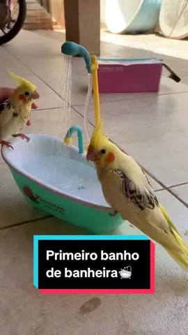 Link da banheira está na bio🔗 #calopsita #calopsitas_mansa #calopsitasnotiktok #calopsitabrasil 