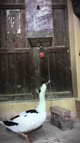 #ducky #animal #fyp #fypage #foryou 