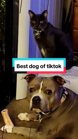 I know Pumbaa & Timon have been missing from my TT Lives, So here they are!💜❤️ But not to worry they've been good & happy, it's just been too hot in my podcast room for Pumbaa & Timon is with his mom, Bri. Btw I'm Looking to get a swamp cooler to help cook down the room for Pumbaa & me! #fyp #lovemychild #happiness #MentalHealth #adoptdontshop #rescuedog #americanbulldog #dogsoftiktok   #CapCut 