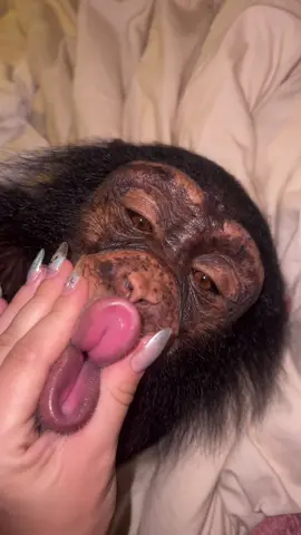 My baby tara🩷☮️🥹 • • • #Chimps #chimpanzee #chimps #apes #cuteanimals #animalsaddict #animals #explorepage #animals #animallover #monkey #monkeys #monkeyseemonkeydo #monkeylove #onelove #family #myfamily #riolilly #tara #rioandtara 