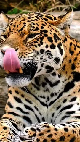 A strong, agile and highly skilled animal, the jaguar is the king of the Americas.  No other feline animal has the strength of its bite, nor does it have such impressive hunting abilities, being one of the largest predators in nature.   .  The jaguar manages to go deep to fish, but he doesn't want the fish.  What this animal wants are the crocodiles that live in river waters, and that's why the jaguar can dive and fight a crocodile and win the fight.  To obtain food, this animal is capable of extraordinary things.  .  This is one of the impressive Mayan animals that exists in nature.  Your beauty is wonderful, and your strength magnificent. . #amazing #amazingvideo #world #beautiful #wonderful #Wonderful #animals #animais #cats #cat #jaguar #onça #lion #tiger #tigre #felinos #naturelover #nature #natureza #Love 