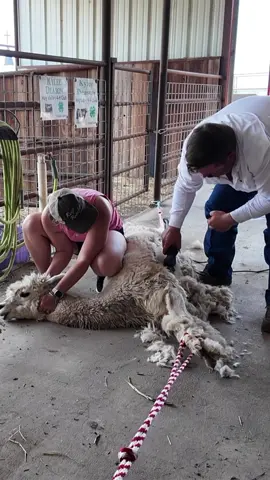 The alpaca shearing  done and actually went smoothly!  @Bar 7 Ranch #alpaca #shearing #alpacashearing #ranch #ranching #keepranchin 