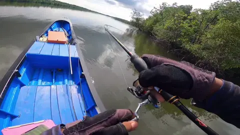MJ besar di sudut pulau ! rod cangkek 2-6lb reel daido kraven 2000,pe1 genesis,minow Kraken exodus. #fyp #casting #mancing #genesis #mangrovejack 