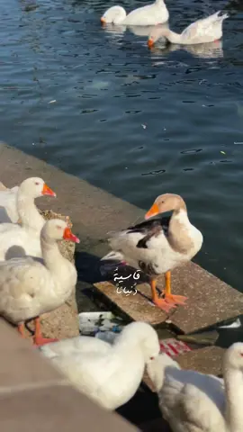 #CapCut #قاسية_دنيانا #مقام_صاحب_العصر_والزمان #مقام_الامام_المهدي_عليه_السلام #كربلاء #تصويري_farah_al_hyaat #بطات #طيور #ياصاحب_الزمان_ادركنا #اللهم_عجل_لوليك_الفرج #يامهدي_مدد 