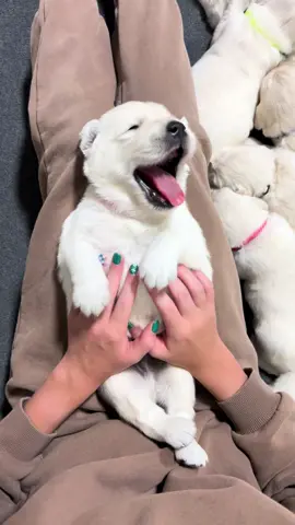 Vogelsbergfamilyfarm.Com  #vogelsbergfamilyfarm #f1minigoldendoodle #goldendoodlemini #cutepuppy #goldendoodle #goldendoodlef1#minigoldendoodle #minigoldendoodlelove #minigoldendoodles #minigoldendoodlesofinstagram #minigoldendoodlepuppy #familypup #familypet #familypets #puppytime #puppymemories #puppies